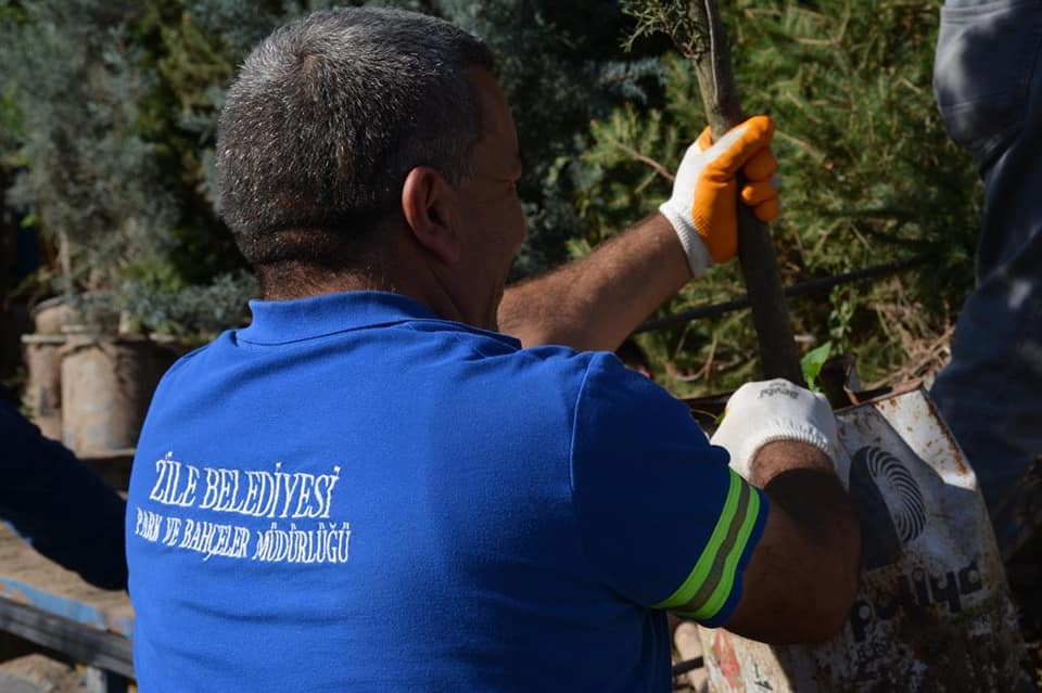 Zile Belediyesi Yeni Açılacak Parklarımızda Ağaçlandırma Çalışmalarını Tamamladı