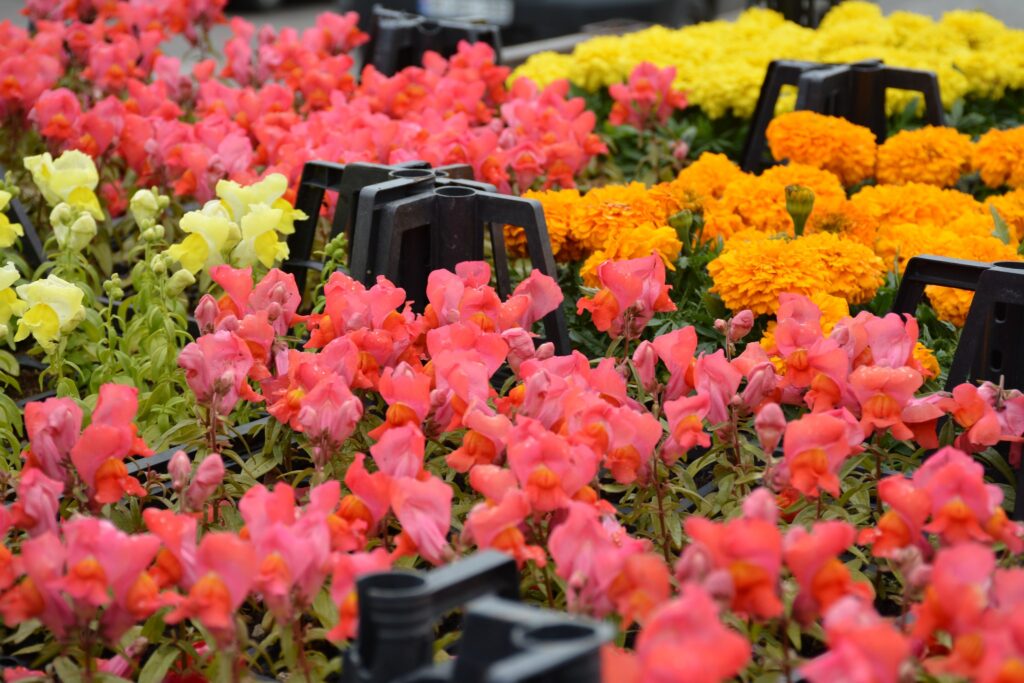 Zile Çiçek Bahçesine Dönüşüyor