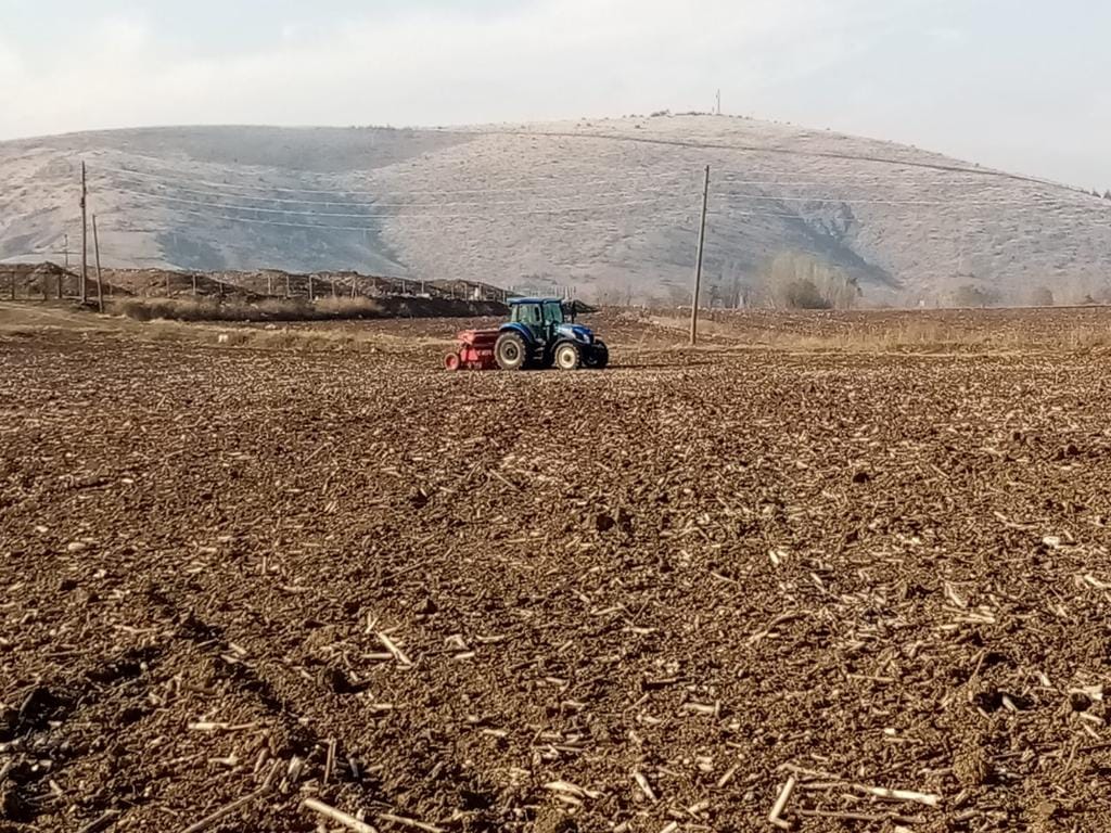 buğday üretimini yaygınlaştırma projesine devam ediyor