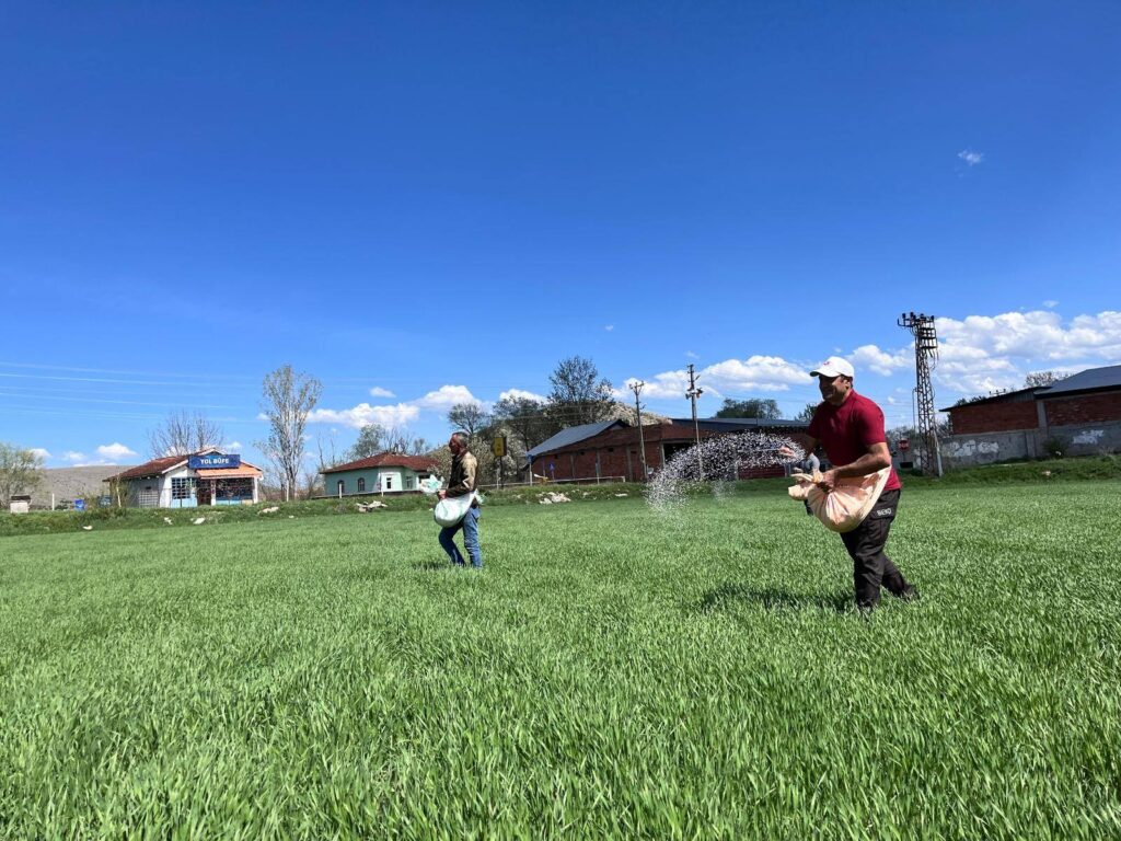 Zile Belediyesi’nden Gübreleme Çalışması