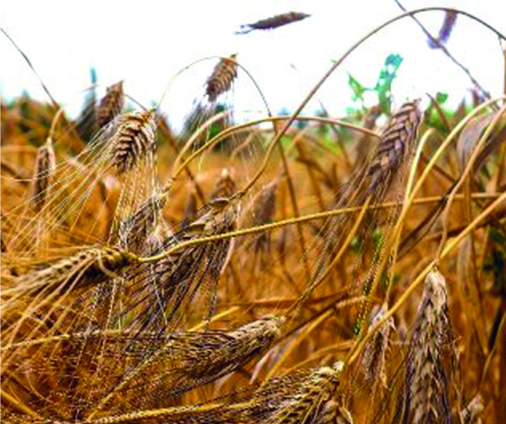 Üretimin geliştirilmesi için yerel Atak