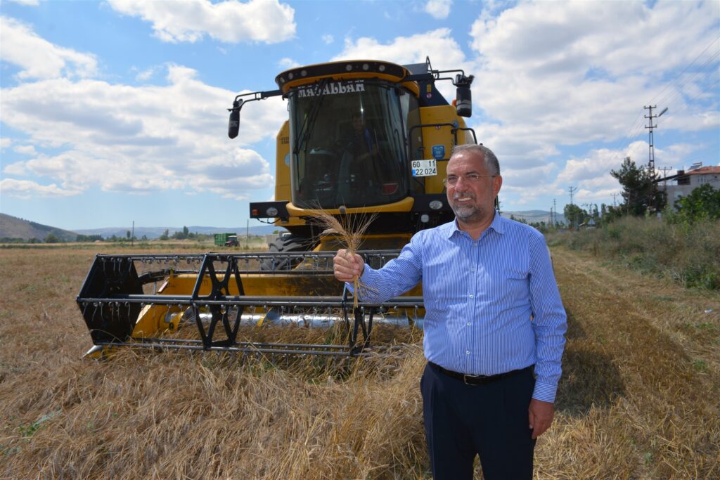 Zile’de Karakılçık Buğdayı hasadı yapıldı