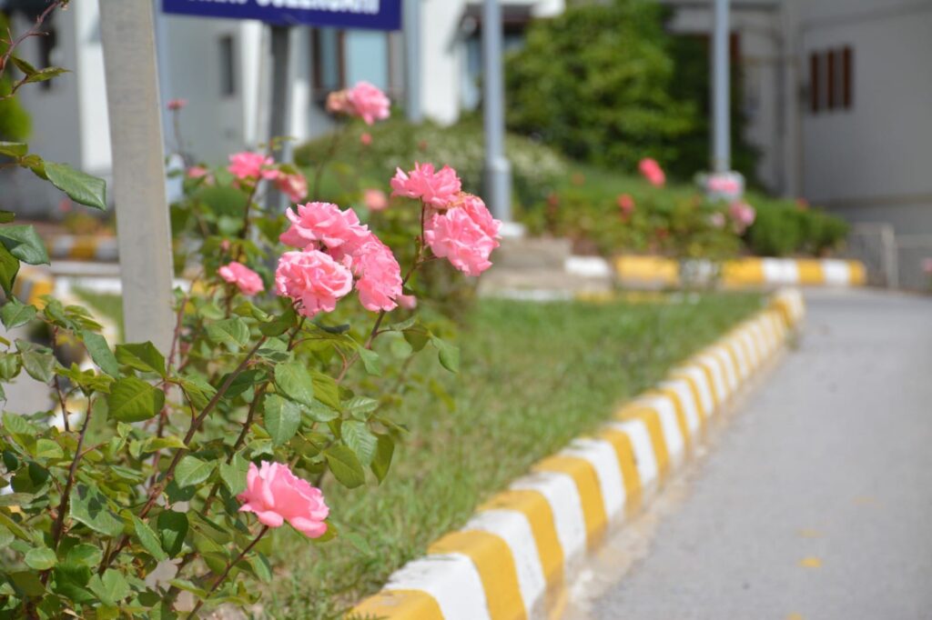 Zile Çiçek Bahçesine Dönüşüyor