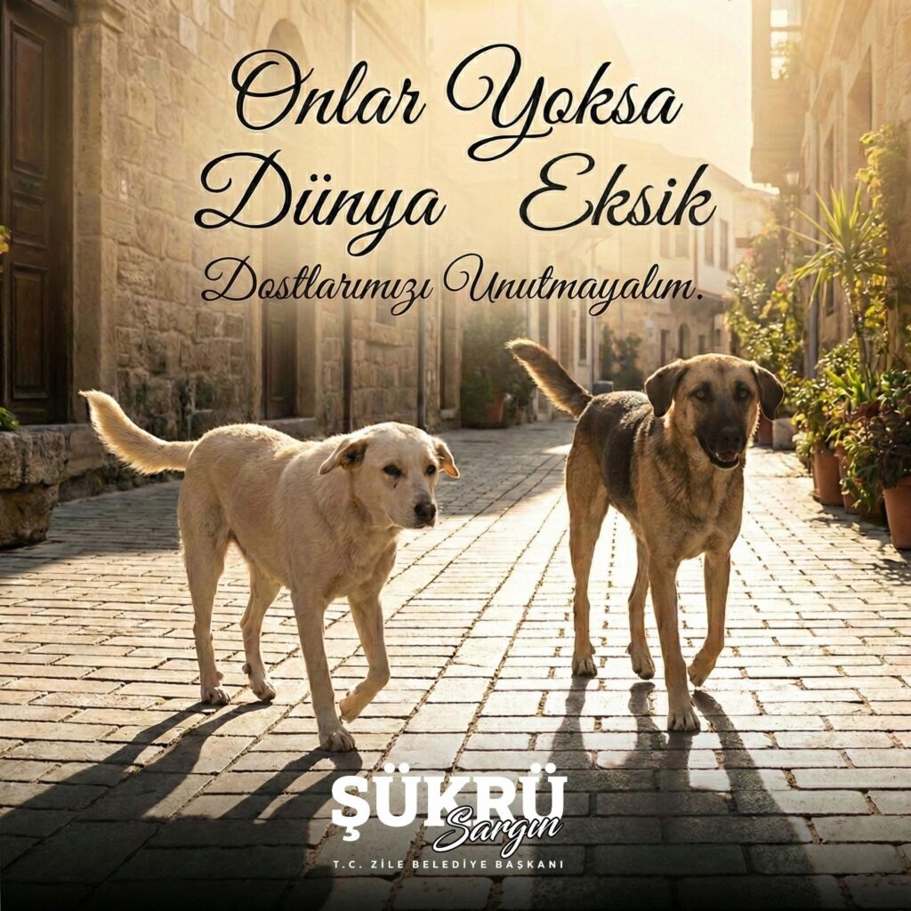 Zile Belediyesi, soğuk kış günlerinde sokak hayvanlarını unutmadı